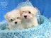 PoulaTo: Μαλτέζ μίνι (Maltese mini)